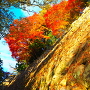 紅葉◆本丸石垣