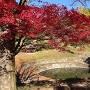 金山城の日の池と紅葉