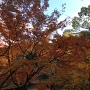 西の丸庭園の紅葉と和歌山城