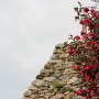 山茶花と石垣