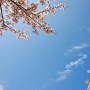桜と姫路城