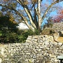 鐘の丸南側の竪堀の登り石垣