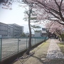 円通寺と桜
