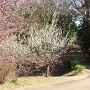 早咲きの桜と土橋