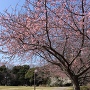 二郭の桜