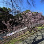 ロープウェイと早咲きの桜