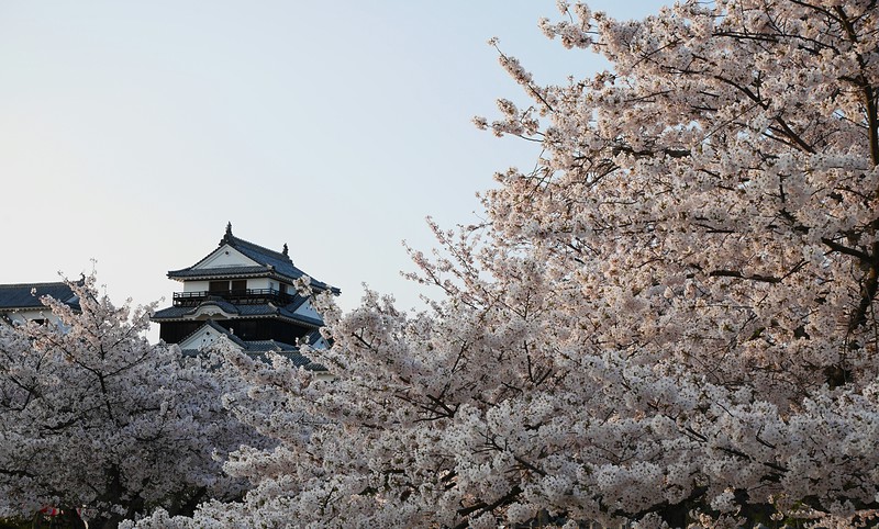 松山城天守、満開の桜