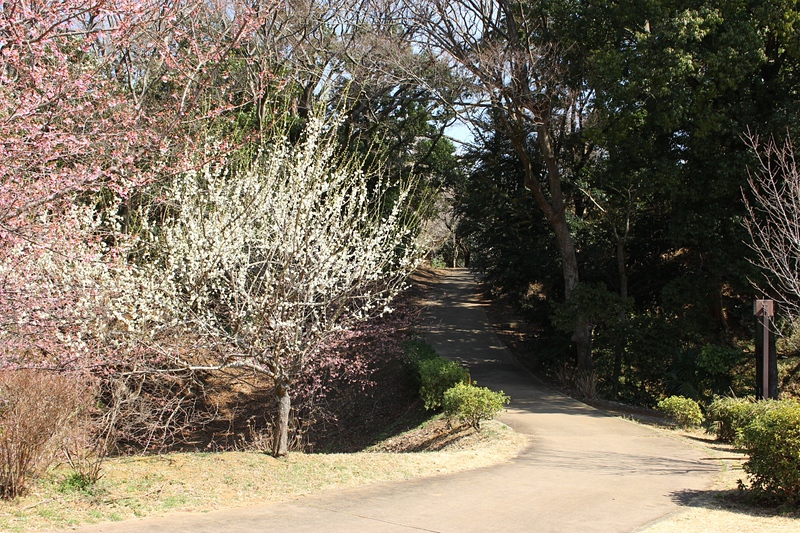 早咲きの桜と土橋