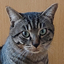 桜川猫虎